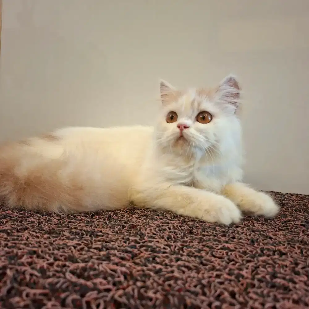 Kucing persia betina