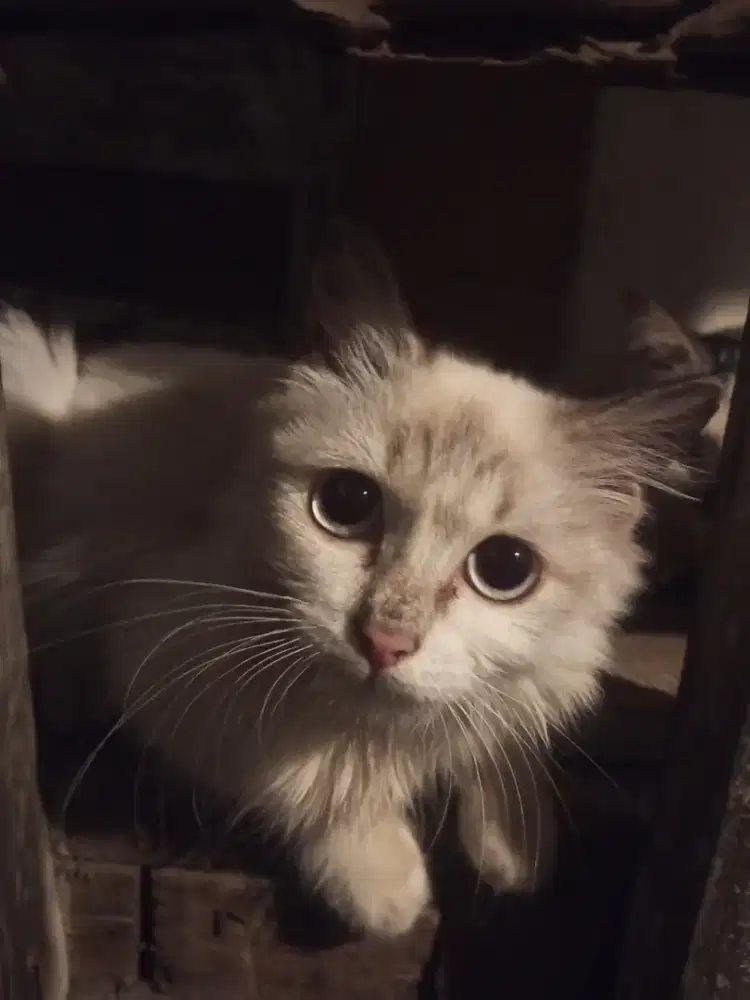 KUCING RAGDOLL UMUR 5BULAN JANTAN GEN ASLI RAGDOLL