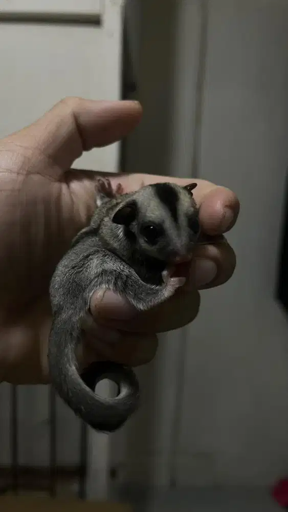 Sugar glider #sg