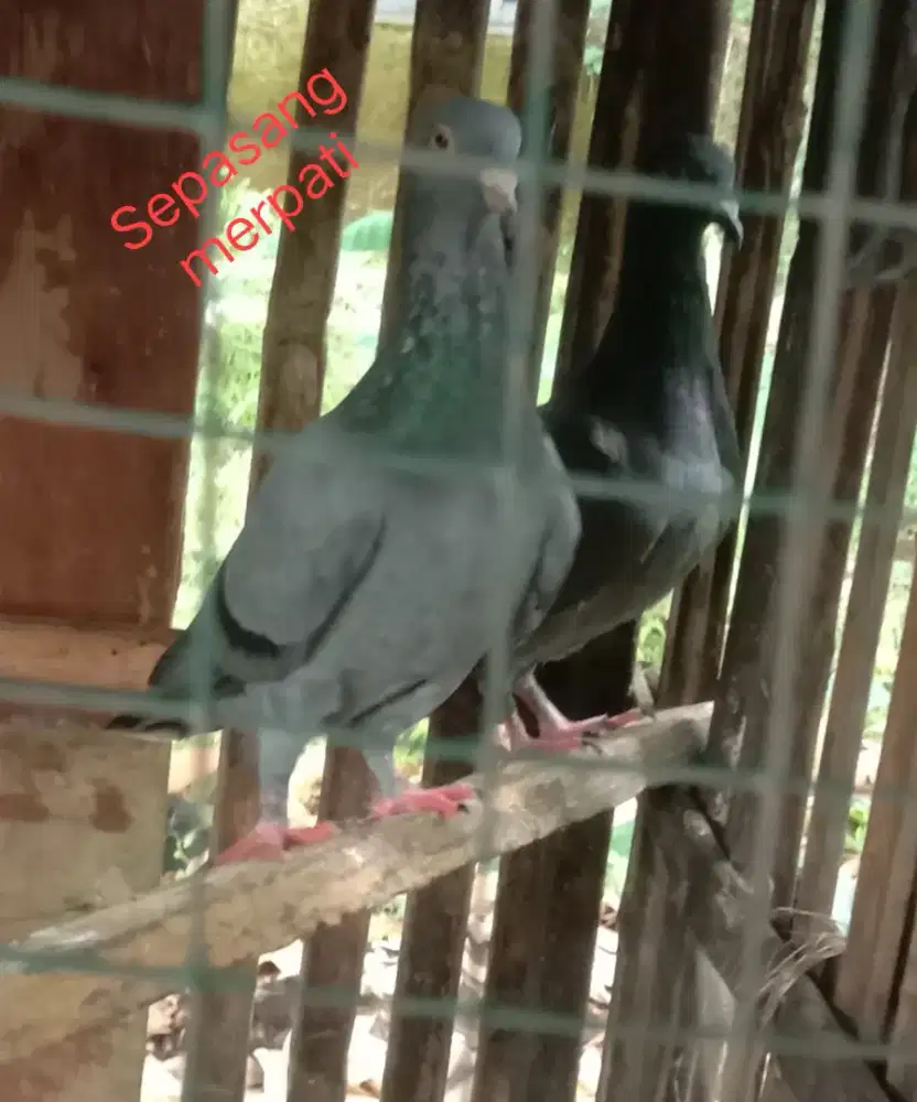 Jual sepasang burung merpati