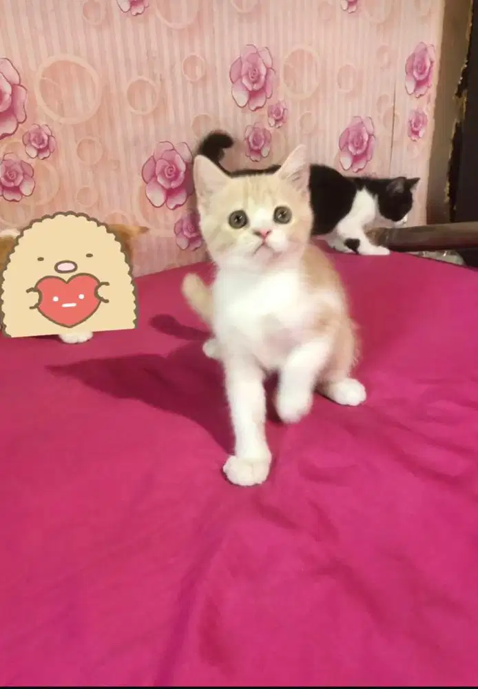 Kucing BSH Mix Exotic lucuu mata open