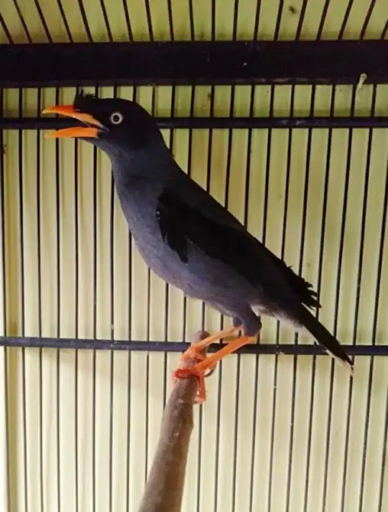 Jalak Kebo Jantan Rawatan Bunyi Jinak Sehat