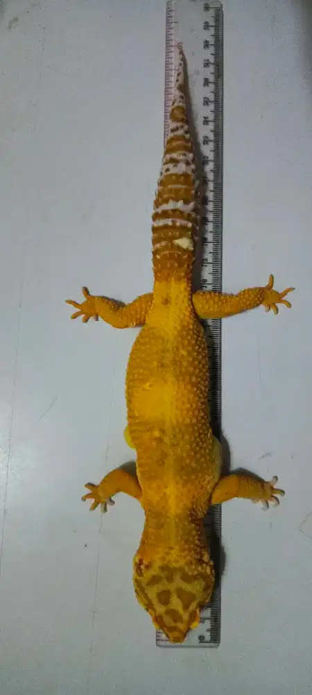 Gecko Giant Lemon Frost