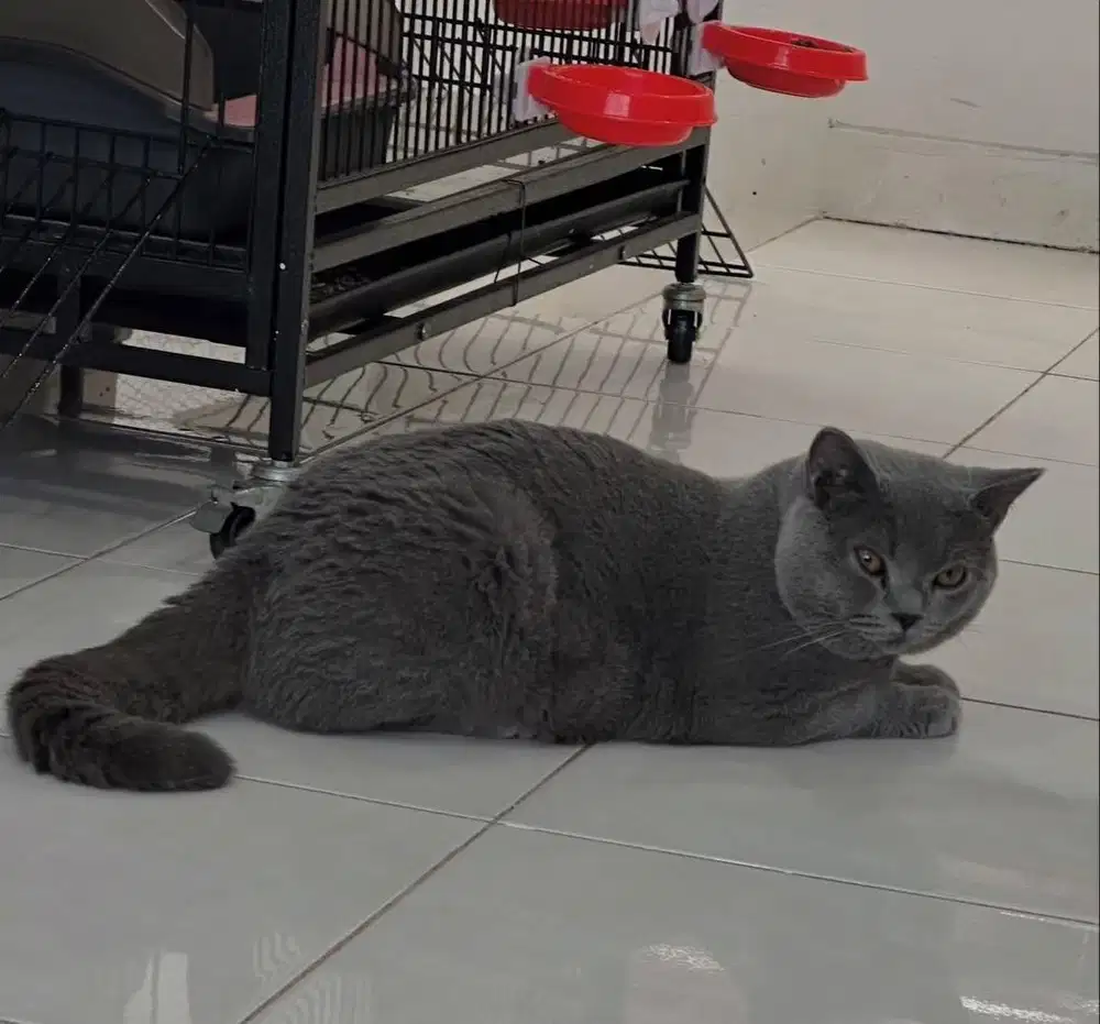 Kucing BSH Jantan Blue Solid