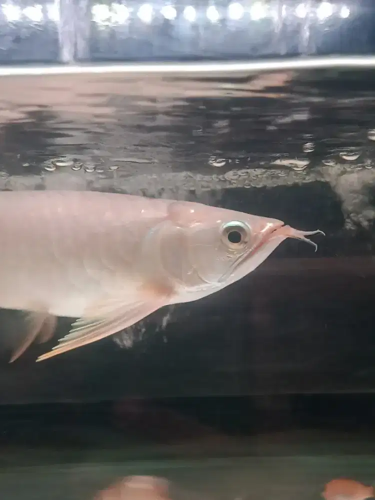 Ikan Arwana Red Tail Golden 25-28cm