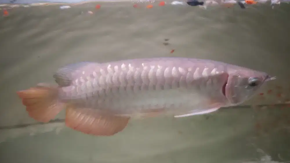 Ikan arwana red golden