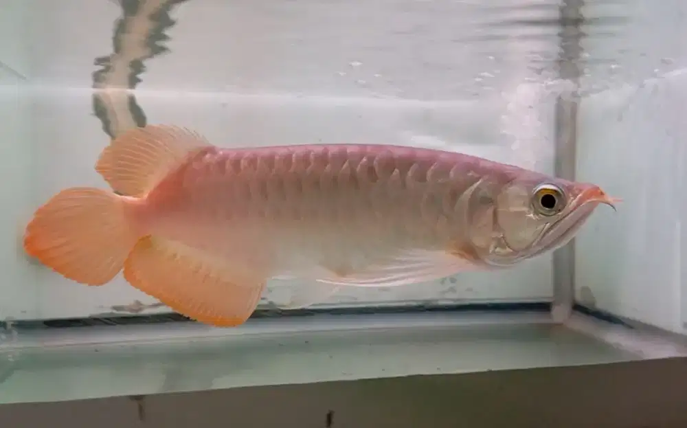 Arwana super red 30cm