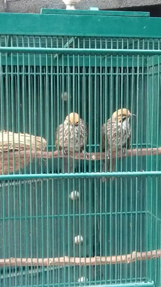 sepasang IDUKAN CUCAK ROWO