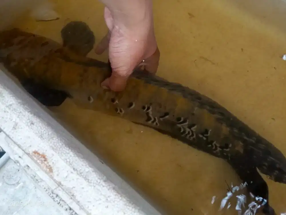 Chana RB /Yellos sentarum