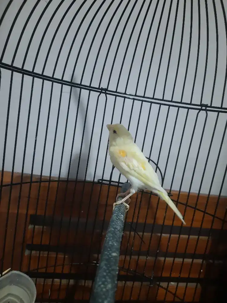 Kenari paud plus sangkar