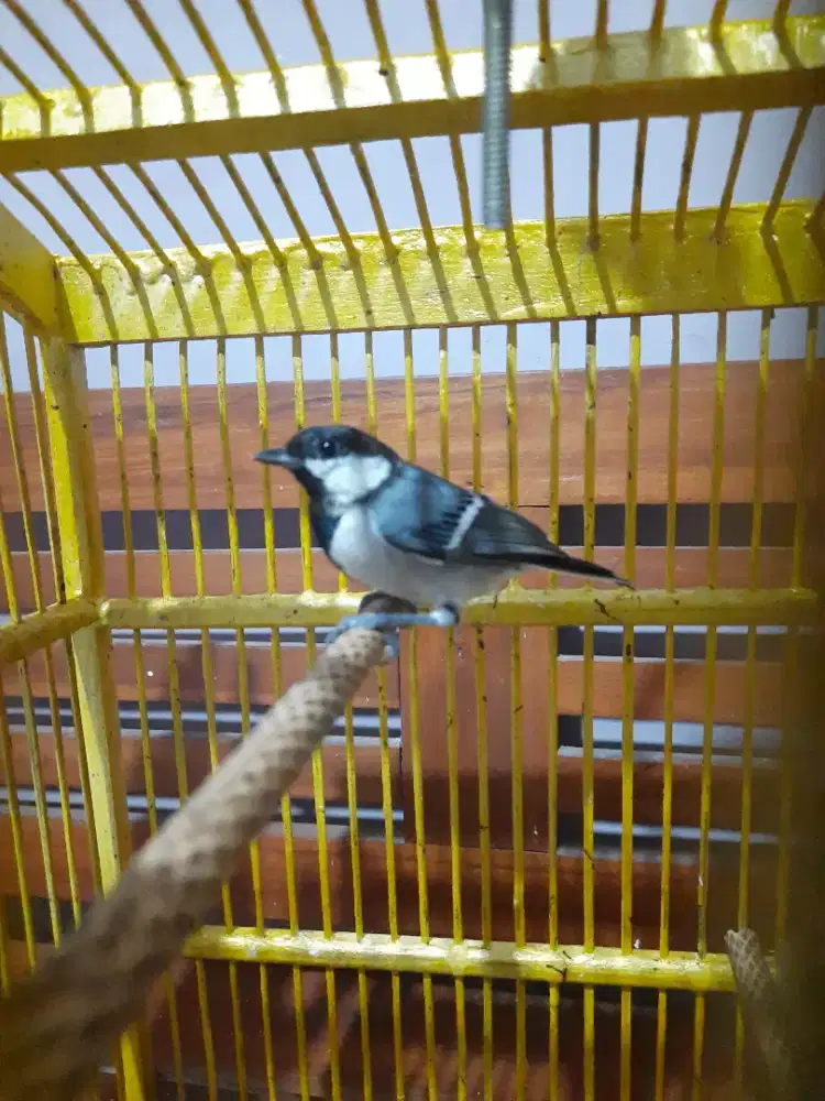 Burung Glawing/glatik plus Sangkar