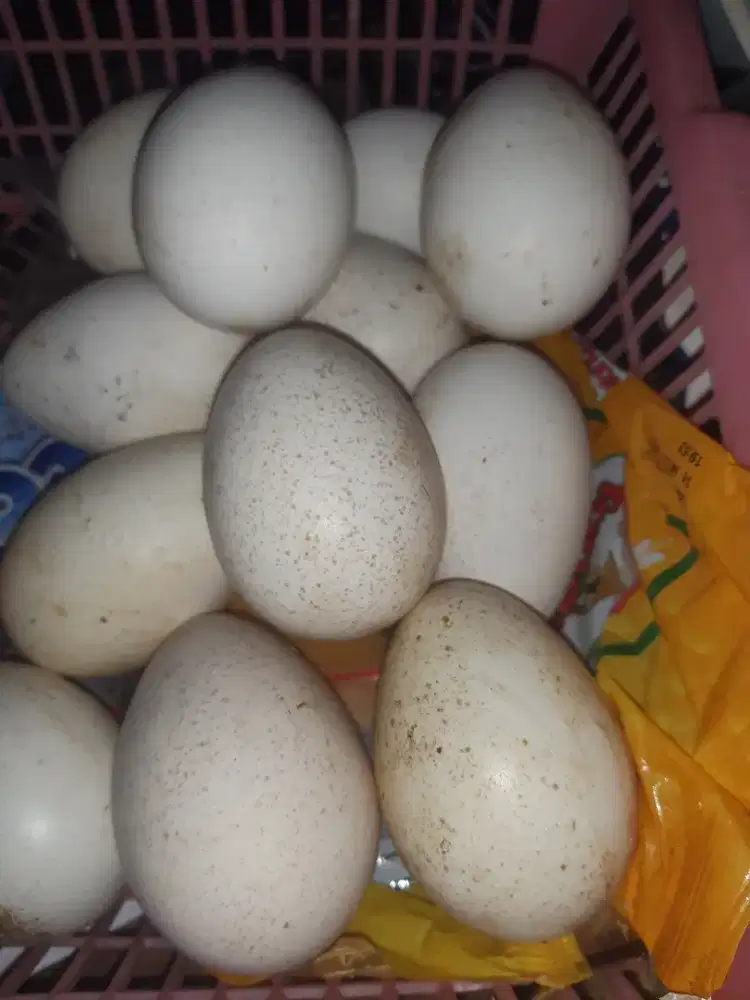 Telur ayam kalkun fertil