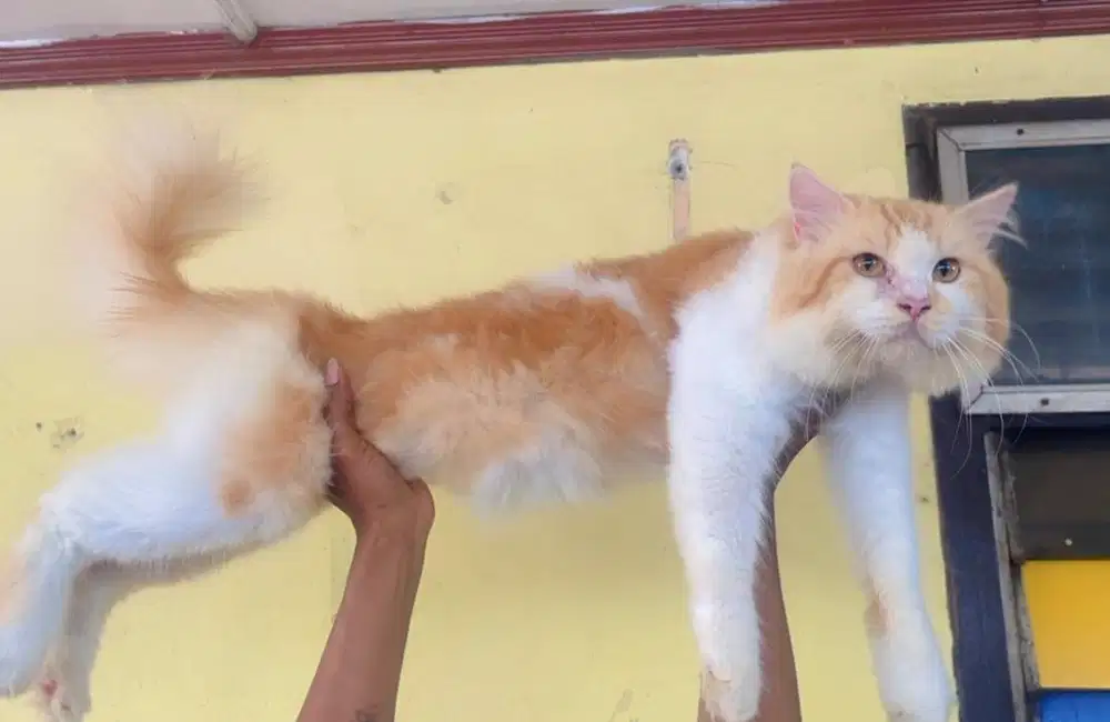 Kucing ras persia mix maincoon jantan