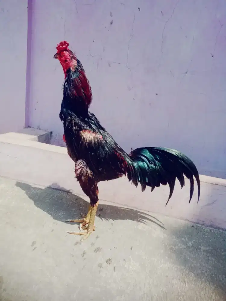 Ayam magon win 1 x murah Monggo