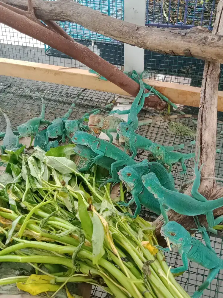 IGUANA BABY UP 35-40CM