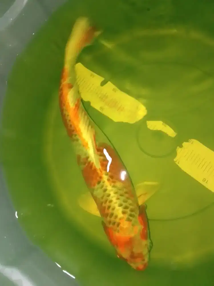 Ikan koi jenis Kujaku 42cm male pola original