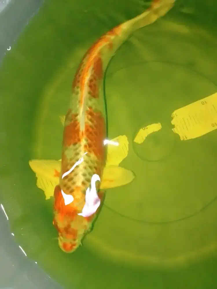 Ikan koi jenis Kujaku ukuran 42cm male