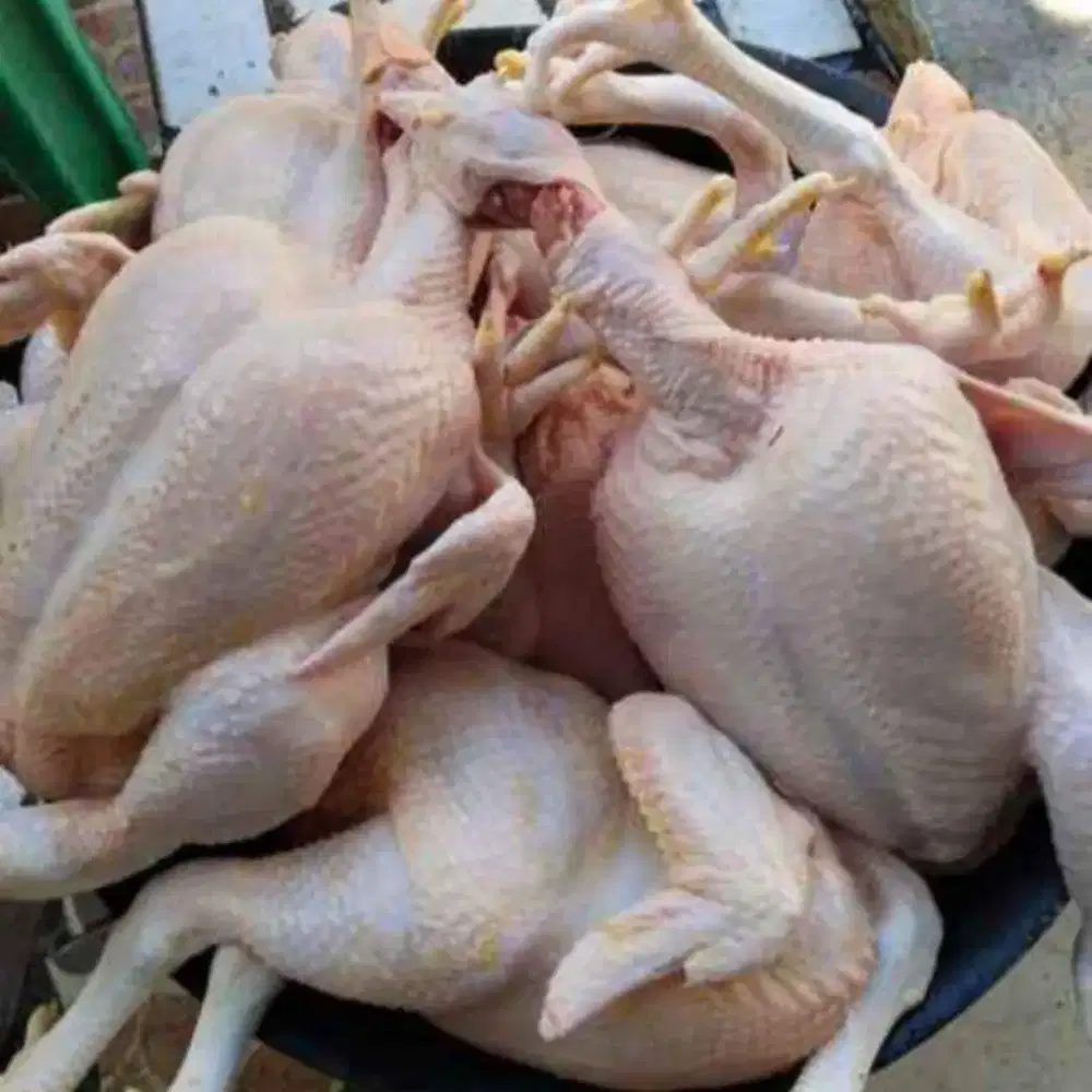 Ayam Karkas Potong