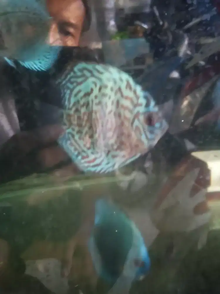 Ikan discus blue edition