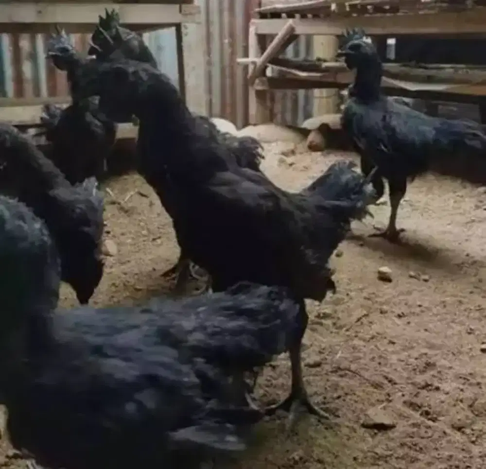 Cemani lidah hitam