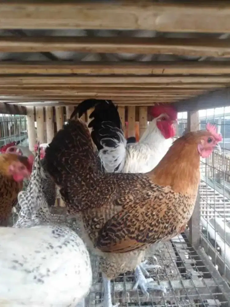 Ayam Arab jantan dan betina