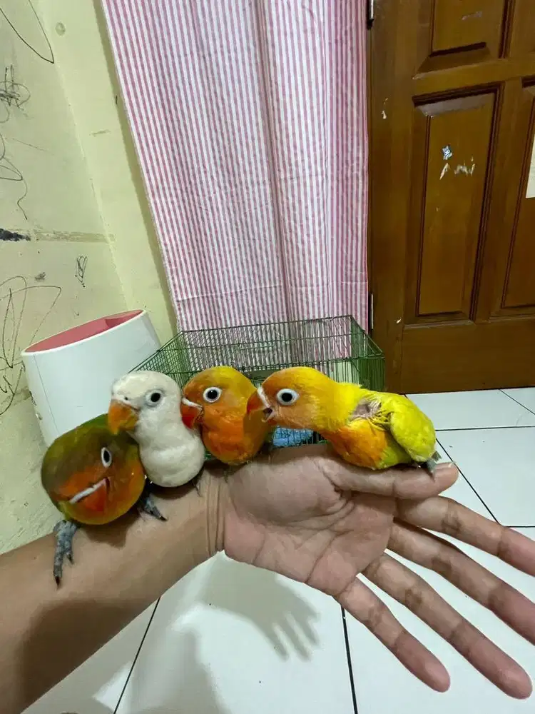 Lovebird jinak lolohan