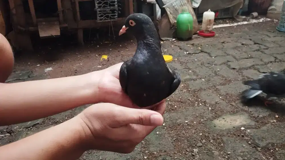 Bismillah, dijual burung merpati sepasang