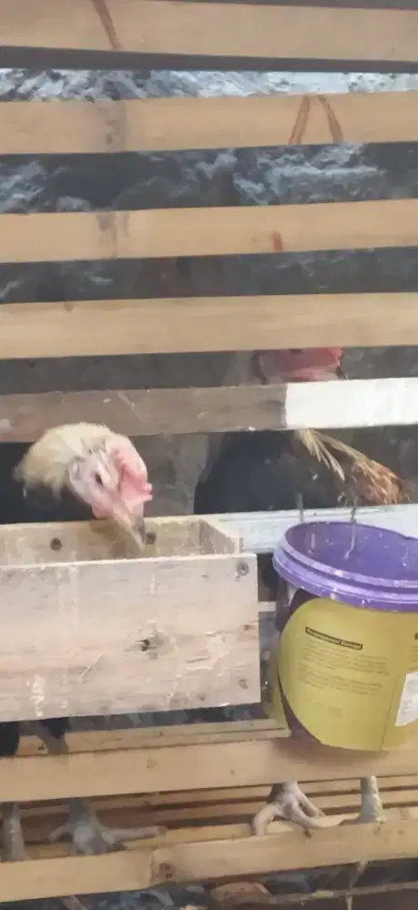 Pelung umur 4 bulan Jantan