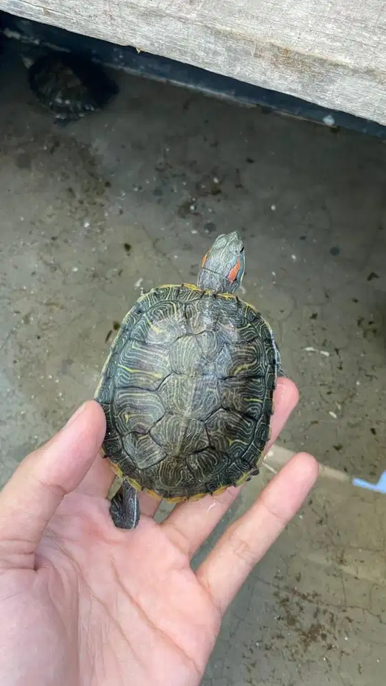 Kura Kura Brazil usia remaja 6cm