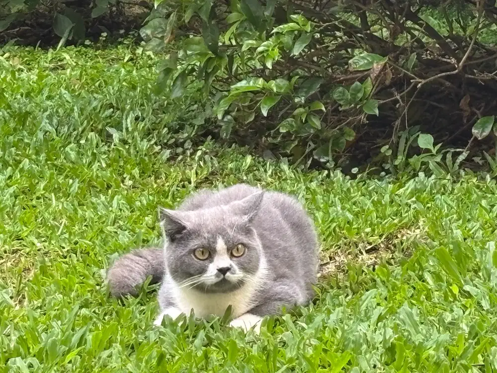 kucing bsh  bicolor jantan