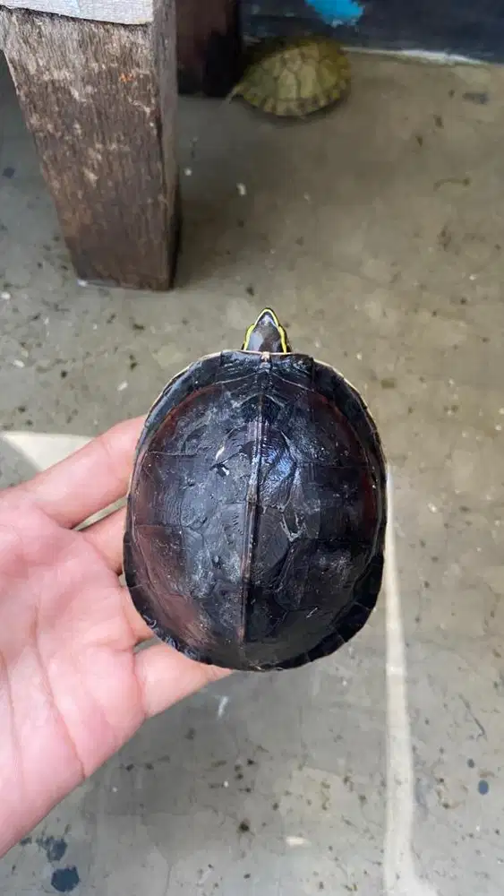 Kura Kura Ambon usia remaja 8-10cm