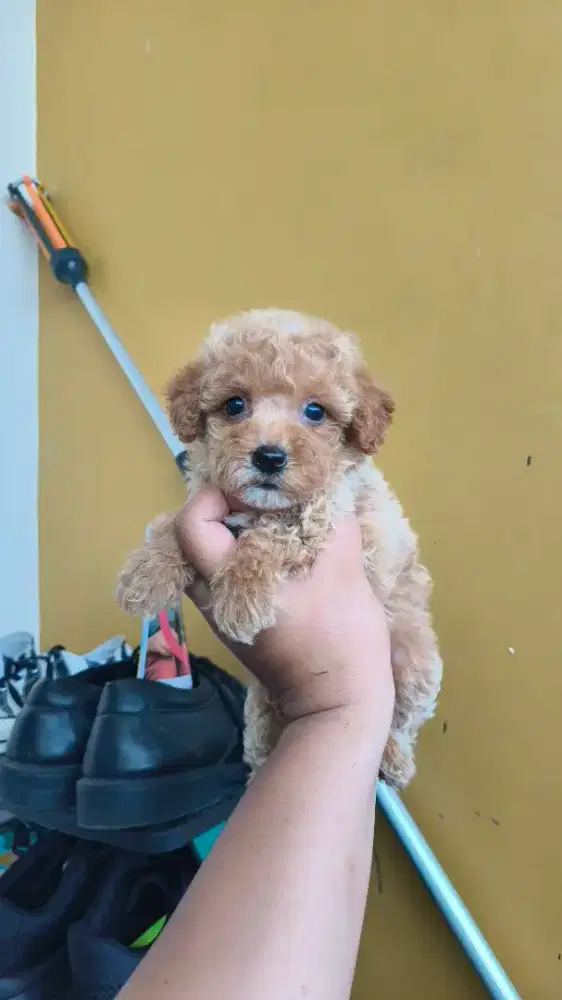 tiny poodle betina podle podel pudel