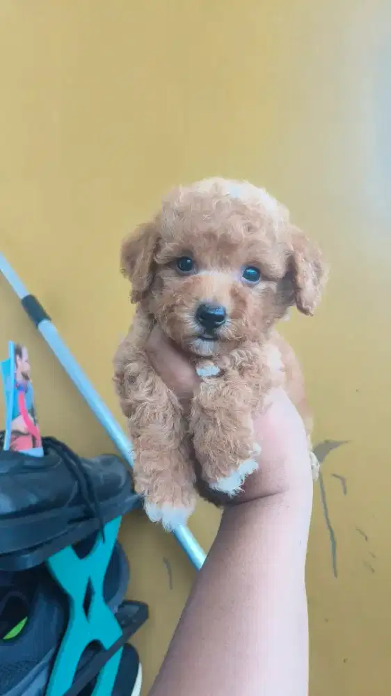 Poodle Jantan apricot