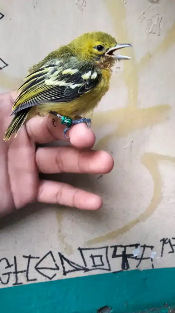 Burung Cipoh Ekor Hitam Sumatera Jantan Jinak Rajin Bunyi