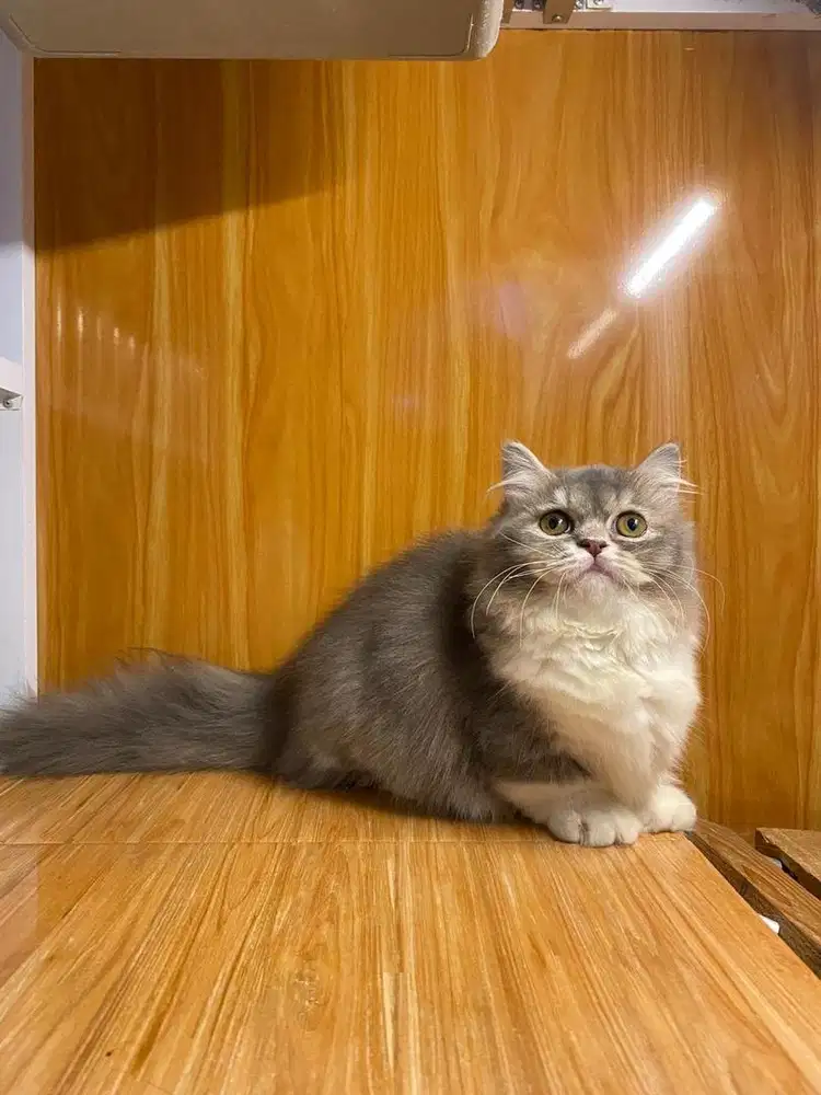 Kucing munchkin minuet