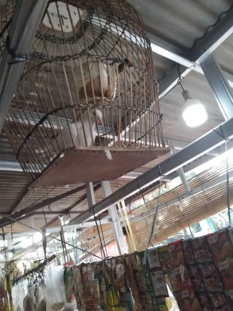 Juap burung puter putih