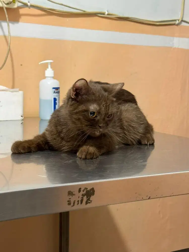 Bsh betina choco 1,5tahun