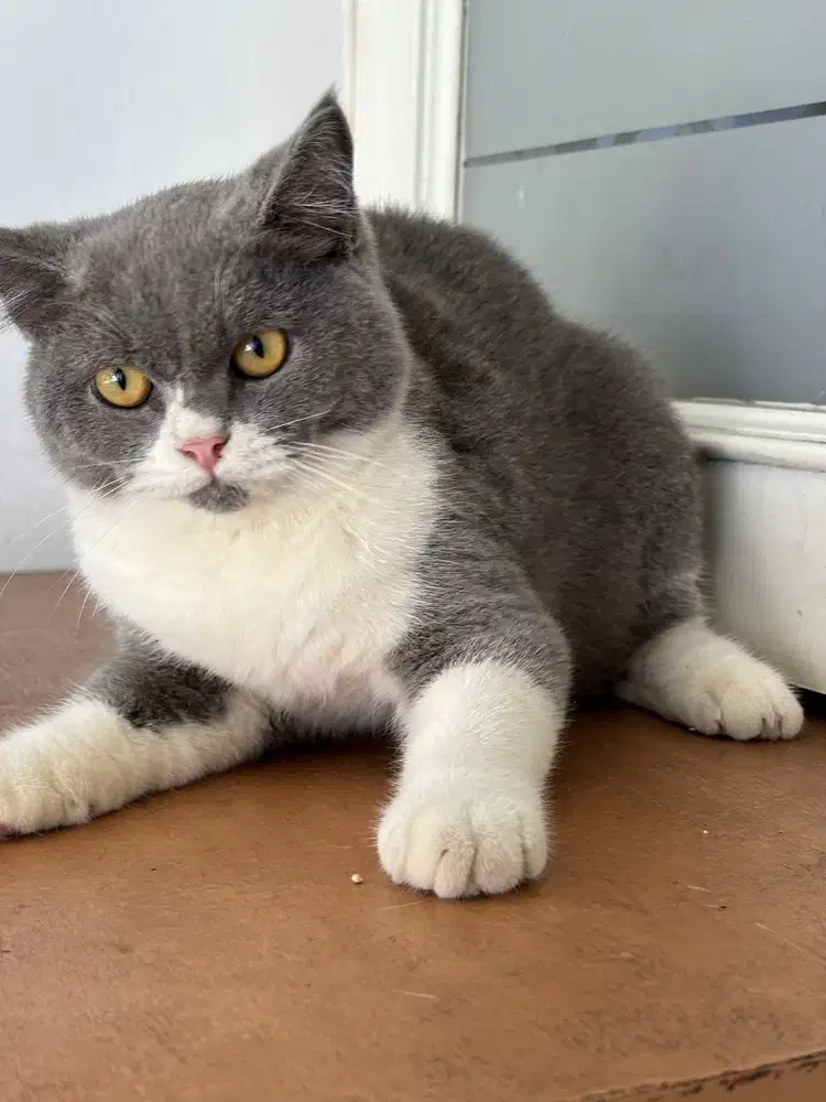 Kucing bsh bicolor. Jantan. 7 bulan