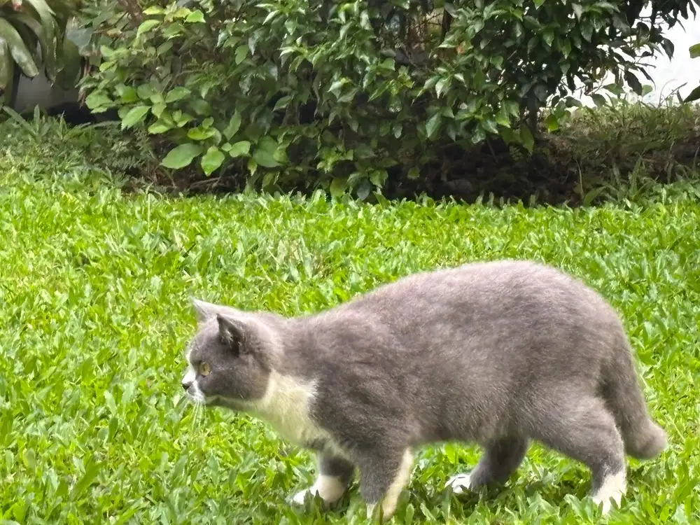 Kucing bsh bicolor. Jantan. 7 bulan