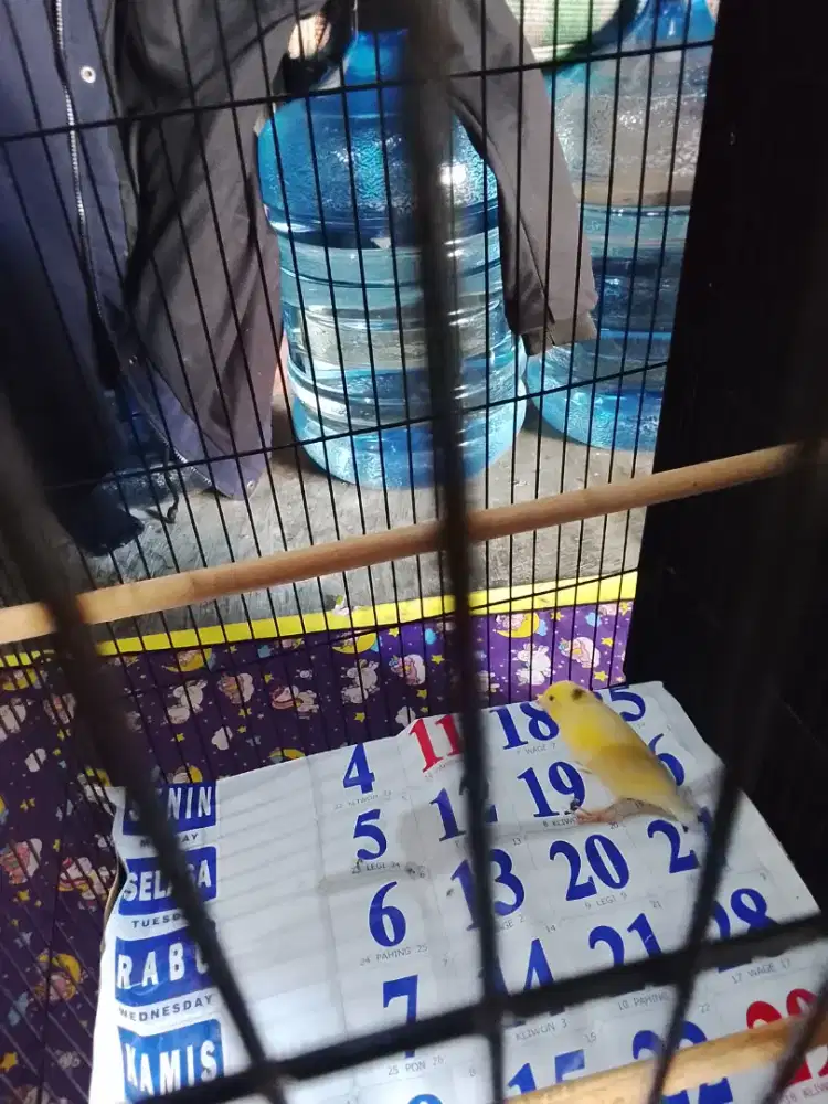 Paud gambling kuning