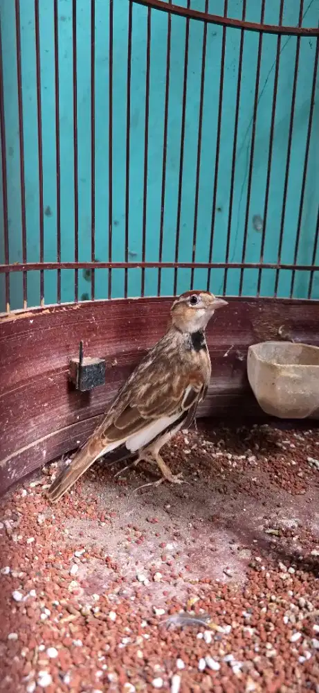 Pakling mongolia lark mulus
