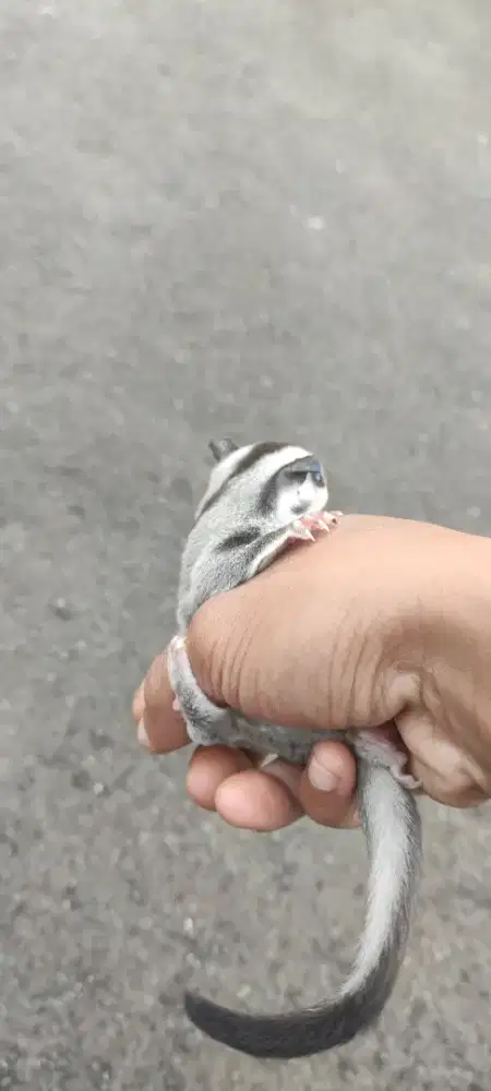 sugar glider anakan joey jinak