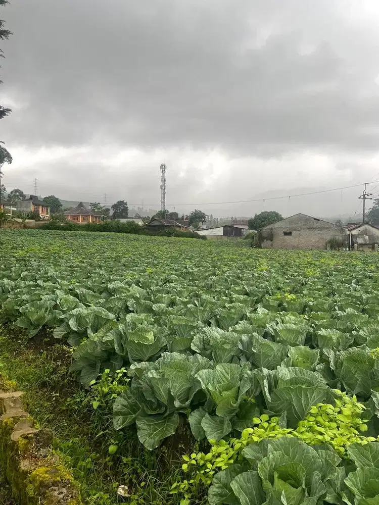 Dibutuhkan ART Menginap