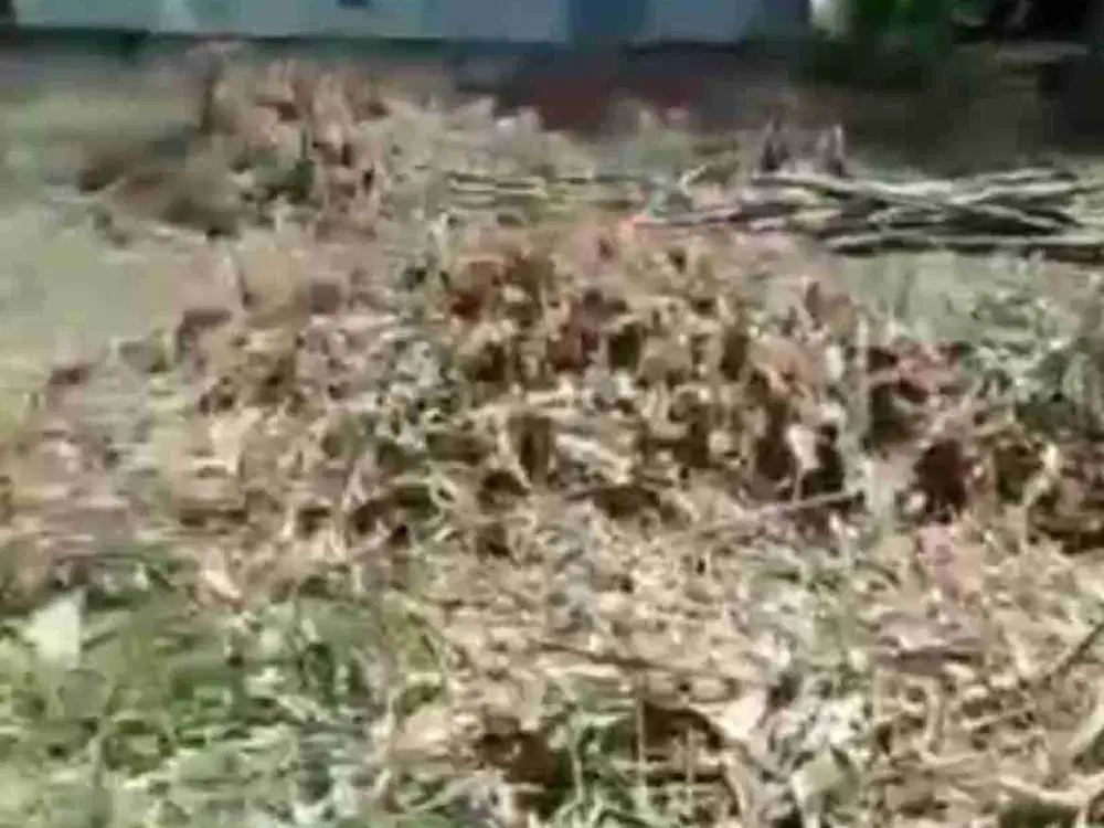 Dijual tanah 1100 meter di KSU Sukmajaya Depok harga murah