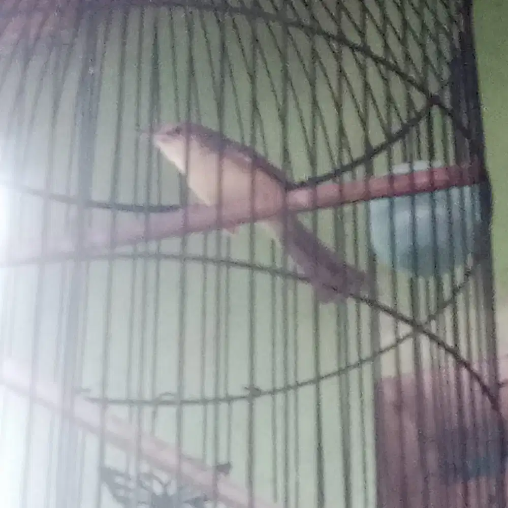 Ciblek gunung ngbren