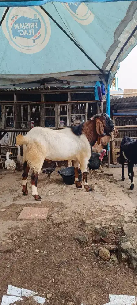 Kambing dan Domba kurban
