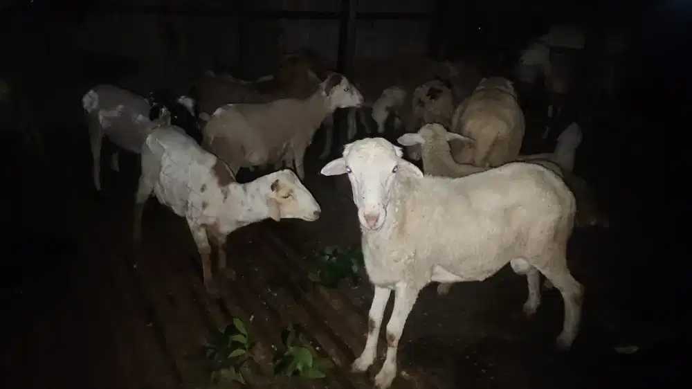 Kambing dan Domba kurban