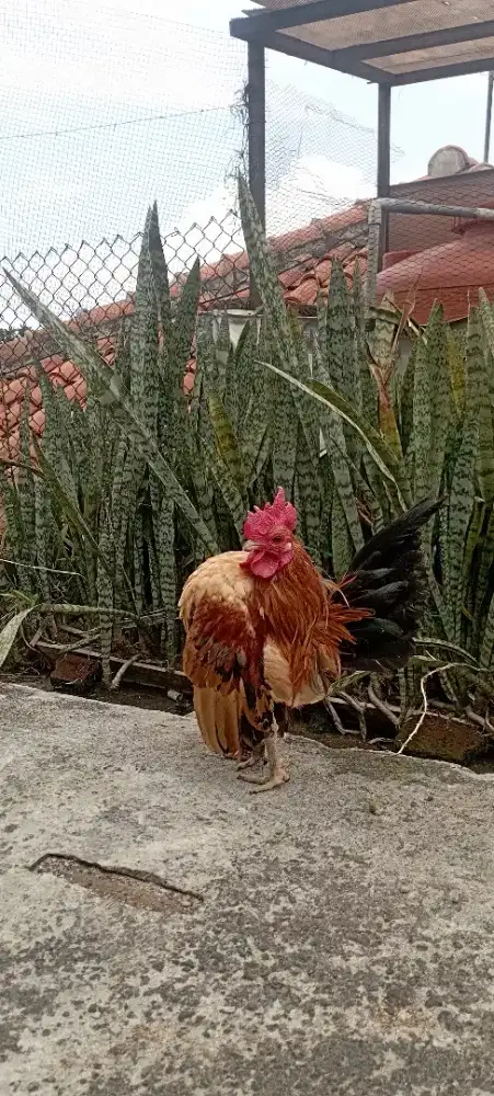 Ayam Serama Indukan