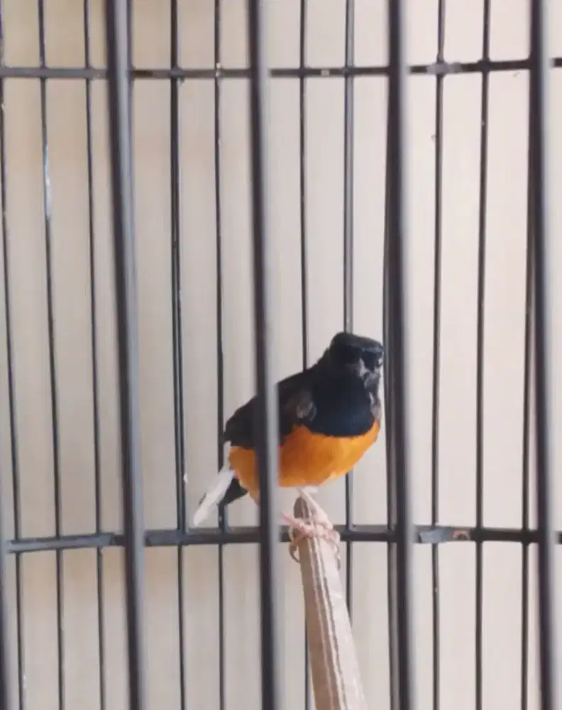 murai batu trotol jantan ori hutan bahorok body jumbo purtotal