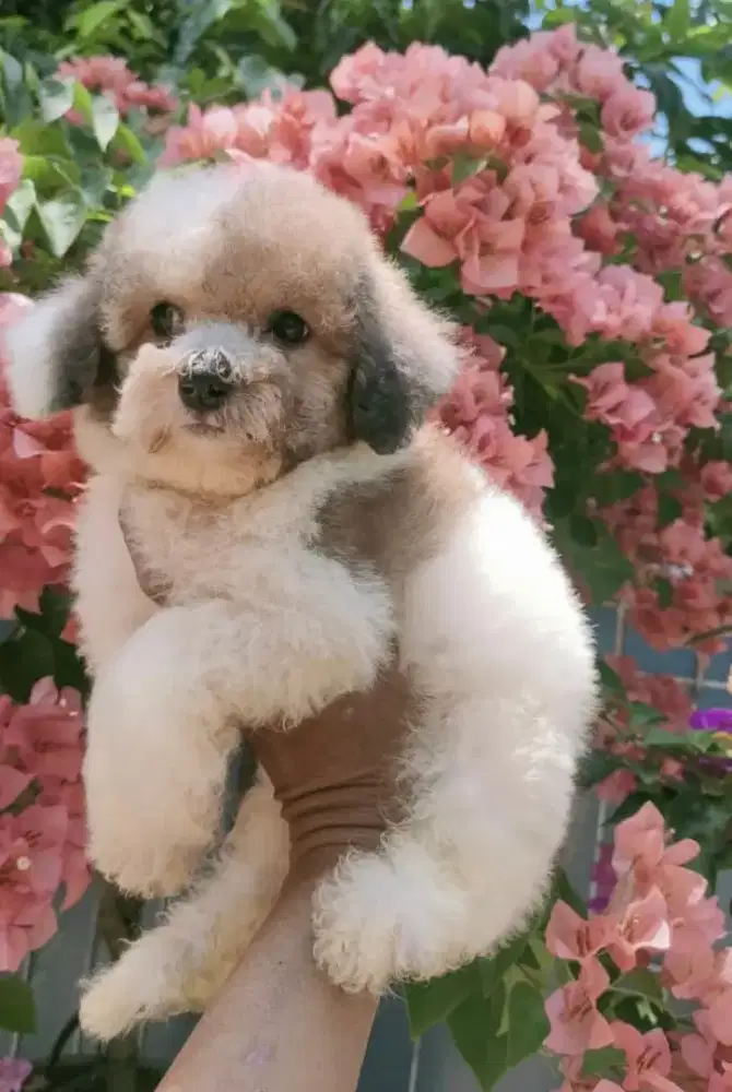 Toy poodle jantan Parti colour